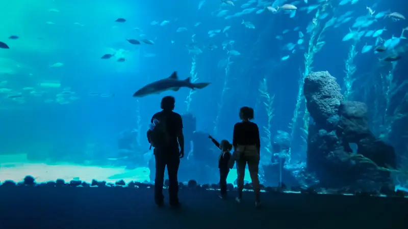 Poema del Mar Aquarium